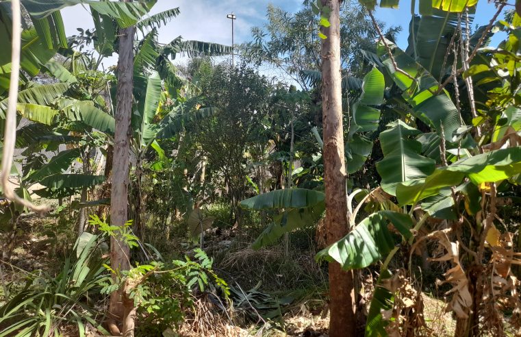 Horta do Papa: uma agrofloresta escondida no bairro Mangabeiras