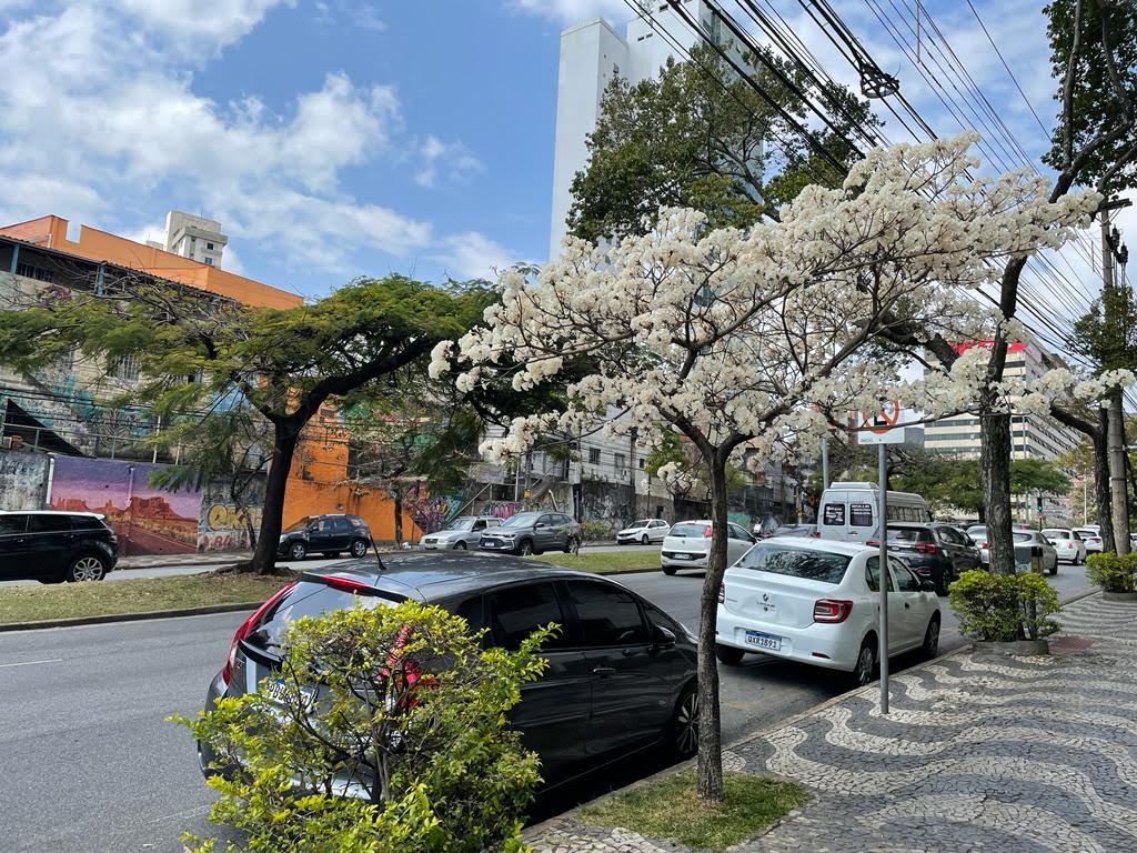 Ipês dão lugar a sibipirunas e sapucaias em BH na primavera: veja as  árvores da estação, Minas Gerais